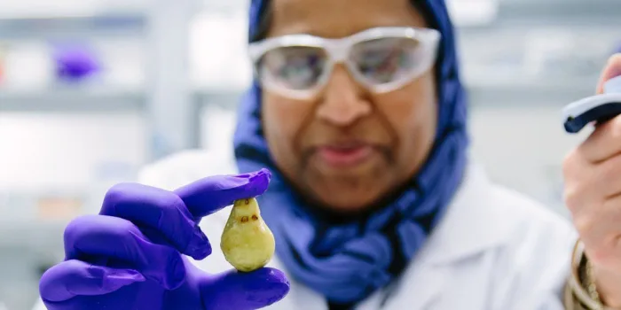 Profesor Yasmina Sultanbawa telah mempelajari buah plum Kakadu selama hampir 15 tahun. Yasmina Sultanbawa Credits The Queensland University