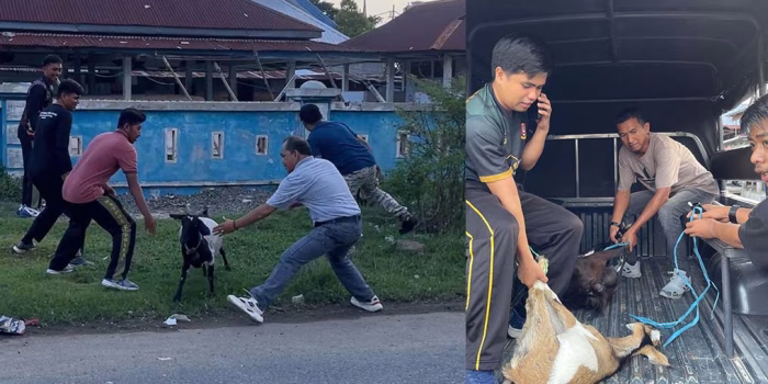 Satpol PP Tertibkan 27 Ekor Kambing Berkeliaran di Lantora